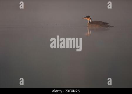 Sungrebe (Heliornis fulica) on Water, Pantanal, Brasilien. Stockfoto