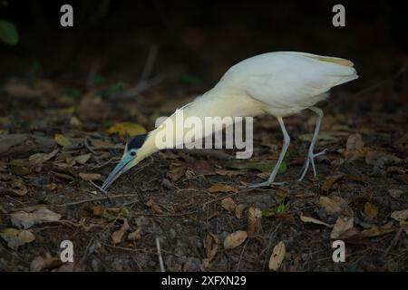 Kappreiher ( Pilherodius pileatus) auf Nahrungssuche, Pantanal, Brasilien. Stockfoto