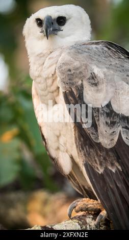 Harpyja (Harpyja) juvenile, Amazonas, Brasilien. Stockfoto