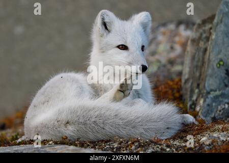 Polarfuchs (Vulpes lagopus), Kratzer im Liegen. Dovrefjell-Nationalpark, Norwegen. September. Stockfoto