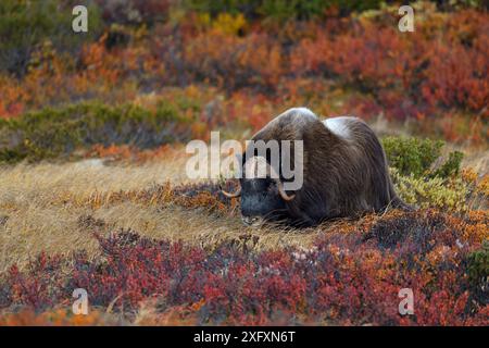 Muskox (Ovibos moschatus) Fütterung unter Zwergbirke (Betula nana) im Herbst. Dovrefjell-Nationalpark, Norwegen. September. Stockfoto