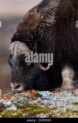 Muskox (Ovibos moschatus) männliche Fütterung. Dovrefjell-Nationalpark, Norwegen. September. Stockfoto