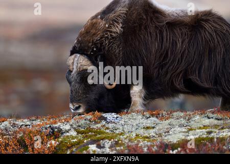 Muskox (Ovibos moschatus) männliche Fütterung. Dovrefjell-Nationalpark, Norwegen. September. Stockfoto