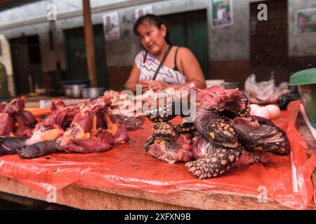 Verschiedene Teile südamerikanischer Gelbfüßschildkröten (Chelonoidis denticulata), gefährdeter Arten und Terrapin-Arten aus dem Amazonasbecken werden auf dem Belen-Markt in Iquitos, Peru, verkauft. Ausgezeichnet in der Kategorie Mensch und Natur der GDT European Wildlife Photographer of the Year Awards 2018. Stockfoto