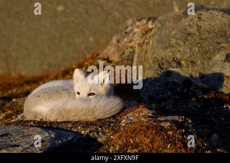 Polarfuchs (Vulpes lagopus) Jungvögel, die im Morgenlicht zwischen Felsen ruhen, Winterpelage. Dovrefjell-Nationalpark, Norwegen. September. Stockfoto