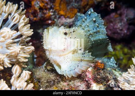 Skorpionleaffish (Taenianotus triacanthus). Nord-Sulawesi, Indonesien. Stockfoto