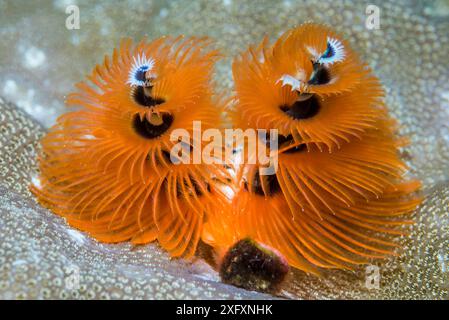 Weihnachtsbaumwurm (Spirobranchus giganteus). Nord-Sulawesi, Indonesien. Stockfoto