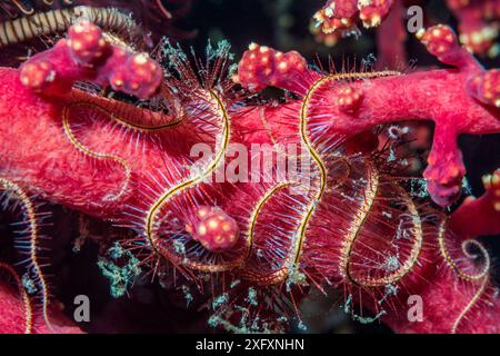 Dunkelroter brüchiger Stern (Ophiothrix purpurea). Nord-Sulawesi, Indonesien. Stockfoto