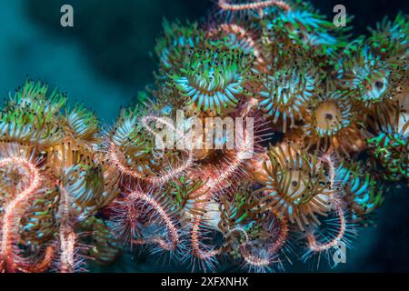 Dunkelroter brüchiger Stern (Ophiothrix purpurea) und Kolonialanemonen (Amphianthus nitidus). Nord-Sulawesi, Indonesien. Stockfoto