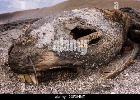 Lavaeidechse (Microlophus peruvianus), die aus dem Auge des toten Seelöwen blickt. Paracas National Reserve, Peru. Ausgezeichnet bei den Animals in the Environment Category of Wildlife Photographer of the Year Awards (WPOY) 2018. Stockfoto