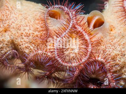 Dunkelroter brüchiger Stern (Ophiothrix purpurea) Nord-Sulawesi, Indonesien. Stockfoto