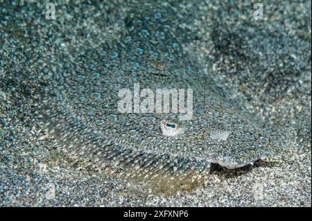 Leopardenflunderfisch (Bothus pantherinus), getarnt auf Sand. Nord-Sulawesi, Indonesien. Stockfoto