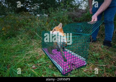 Der junge Rotfuchs (Vulpes vulpes) bereitet sich darauf vor, eine Kiste zu verlassen, während die Füchse wieder in ein Naturschutzgebiet in North Somerset, England, Vereinigtes Königreich, gebracht werden. Diese Füchse wurden in der Wildnis geboren, aber in jungen Jahren verlassen, so dass sie in ein Wildtierrettungszentrum gebracht wurden, wo sie gepflegt wurden, bevor sie als gesund genug angesehen wurden, um in die Wildnis zurückzukehren. Oktober 2015. Gewinner des Wettbewerbs „Portfolio Category of Nature Photographer of the Year“ 2018. Stockfoto