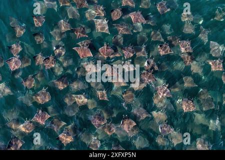 Munk&#39;s Pygmy Devil ray / Munk&#39;s Mobula (Mobula munkiana) große Schule aus der Luft, Baja California, Mexiko Stockfoto