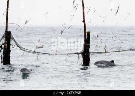 Hafenschwale (Phocoena phocoena), die im Heringswehrgebiet vor der Küste von Nancy&#39;s Head, Campobello Island, Bay of Fundy, New Brunswick, Kanada gefangen sind. September 2018 Stockfoto