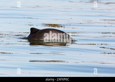 Schweinswal (Phocoena phocoena) surfacing Bucht von Fundy, New Brunswick, Kanada Stockfoto