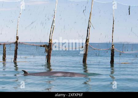 Junger gemeiner Zwergwal (Balaenoptera acutorostrata) - gefangen im Heringswehrer vor der Küste von Nancy&#39;s Head, Campobello Island (September 2018) - Tag bevor er tot in der Wehr Bay of Fundy, New Brunswick, Kanada, aufgefunden wird Stockfoto