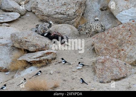 Schneeleopard (Panthera uncia) Weibchen mit Jungtier, das sich beim Töten ernährt - ein einheimisches Yakkalb (Bos grunniens) mit findenden Elster (Pica pica). Ladakh Range, Westlicher Himalaya, Ladakh, Indien. Stockfoto