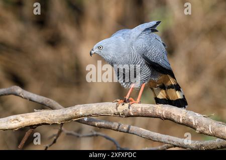 Kranfalke (Geranospiza caerulescens) auf dem Bankzweig. Northern Pantanal, Cuiaba River, Mato Grosso, Brasilien. Stockfoto