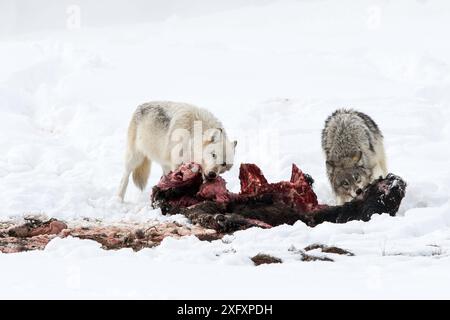 Wölfe (Canis Lupus), die sich von einem Bison (Bison Bison)-Kadaver ernähren. Yellowstone-Nationalpark, Wyoming, USA. Januar. Stockfoto