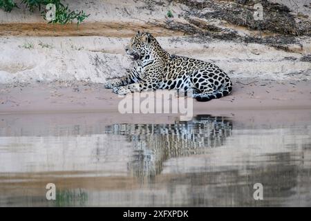 Jaguar (Panthera onca), der auf einer Sandbank mit Reflexion im Wasser ruht. Cuiaba River, Northern Pantanal, Mato Grosso, Brasilien. Stockfoto