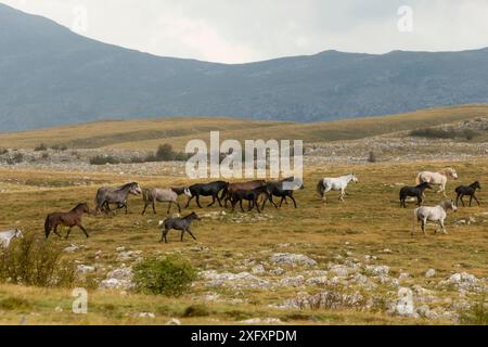 Eine Herde wilder Pferde (Equus caballus), die in den Cincar-Bergen in der Nähe von Livno, Bosnien und Herzegowina, läuft. Stockfoto