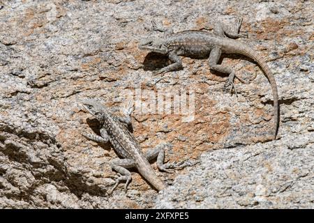 Himalaya-Agamas (Paralaudakia himalayana), die sich auf einem Felsen niederlassen. Ladakh Range, Westlicher Himalaya, Ladakh, Indien. Stockfoto