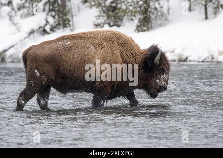 Amerikanischer Bison (Bison Bison), der den Firehole River überquert. Yellowstone-Nationalpark, Wyoming, USA. Januar Stockfoto