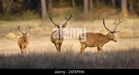 Herde männlicher Barasingha oder Sumpfhirsche (Cervus duvaucelii) Kanha Nationalpark, Madhya Pradesh, Zentralindien. Stockfoto