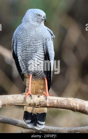 Ausgewachsener Kranfalke (Geranospiza caerulescens), der auf dem Bankzweig sitzt. Northern Pantanal, Cuiaba River, Mato Grosso, Brasilien. Stockfoto