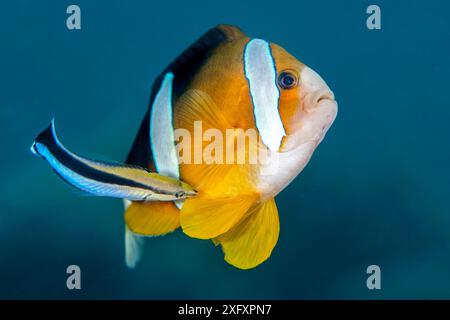 Der Bluestreak-Putzfisch (Labroides dimidiatus) kümmert sich um einen Clark&#39;s Anemonfische (Amphiprion clarkii) an einer Reinigungsstation an einem Korallenriff. Es ist ungewöhnlich, einen Anemonenfisch an einer Reinigungsstation zu sehen, der normalerweise von Garnelen gereinigt wird, die ihre Anemone gemeinsam bewohnen. Bitung, Nord-Sulawesi, Indonesien. Lembeh-Straße, Molukkensee. Stockfoto