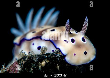 Porträt einer Nacktschnecke (Hypselodoris tryoni). Bitung, Nord-Sulawesi, Indonesien. Lembeh-Straße, Molukkensee. Stockfoto