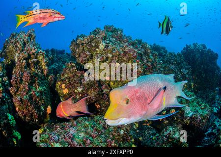 Rifffische, einschließlich mexikanischer Stachelfische (Bodianus diplotaenia) und maurisches Idol (Zanclus cornutus). Wolf Island, Galapagos National Park, Galapagos Islands. Ostpazifik. Stockfoto