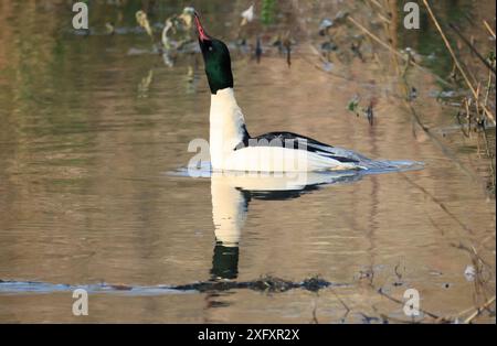 Ein Gänsehahn in der zugwiesen-Gegend, Deutschland, Europa. Stockfoto