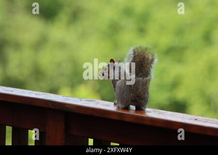 Ein Eichhörnchen auf einem hölzernen Geländer Stockfoto