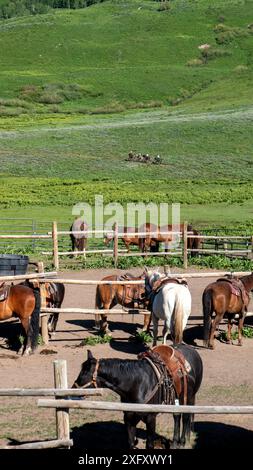 Pferdestall für Pferdeabenteuer in den Elk Mountains in Crested Butte, Colorado Stockfoto