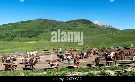 Pferdestall für Pferdeabenteuer in den Elk Mountains in Crested Butte, Colorado Stockfoto