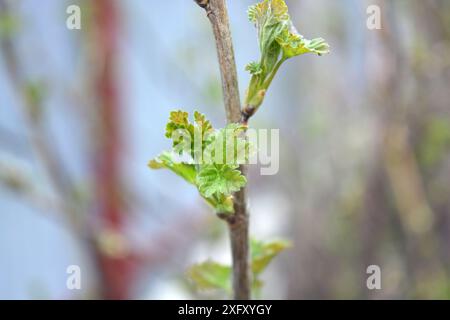 Wunderschöne Natur, Pflanzen wachsen im Frühling. Frische und junge Triebe des Johannisbeerstrauchs mit schönen kleinen, grünen Blättern. Stockfoto