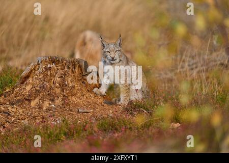 Eurasischer Luchs (Lynx Luchs) am Baumstamm im Herbst Stockfoto