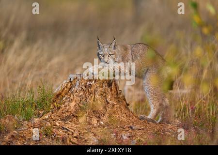 Eurasischer Luchs (Lynx Luchs) am Baumstamm im Herbst Stockfoto