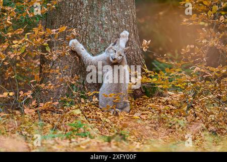 Eurasischer Luchs (Lynx Luchs) klettert im Herbst auf Baumstamm Stockfoto
