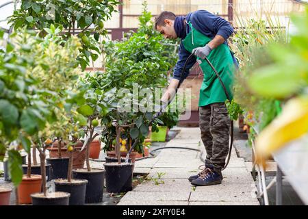 Mann mit Gartenschlauch bewässern Lemon Tree. Gartenarbeit Konzept. Stockfoto