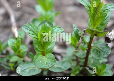 Wunderschöne Natur, Pflanzen und Blumen wachsen im Frühling. Junge kleine grüne Minzsträucher, die auf dem Boden in einem Hausgarten wachsen. Stockfoto