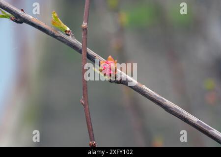 Wunderschöne Natur, Pflanzen und Blumen wachsen im Frühling. Kleine rosafarbene Knospen eines Mandelbaums, ein Sträucher mit kleinen Frühlingsblumen, der in der Heimgarde wächst Stockfoto