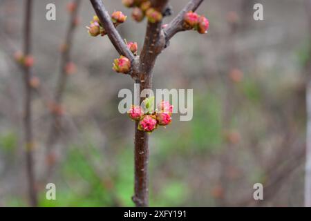 Wunderschöne Natur, Pflanzen und Blumen wachsen im Frühling. Kleine rosafarbene Knospen eines Mandelbaums, ein Sträucher mit kleinen Frühlingsblumen, der in der Heimgarde wächst Stockfoto