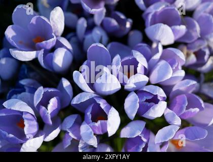 Purple crocuses, close-up in a meadow Stockfoto