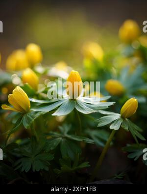 Gelbe, noch geschlossene Winterakonite, Nahaufnahme im Blumenbeet Stockfoto