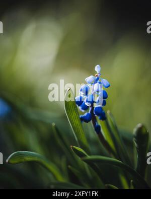 Blaue Traubenhyazinthe, Nahaufnahme im Blumengarten Stockfoto
