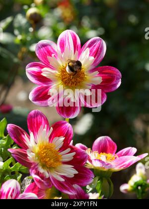 Biene sitzt auf einer rosa weißen Dahlien, Nahaufnahme im Dahliengarten Stockfoto