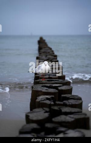 Möwe auf einem Groyne am Ostseestrand von Kühlungsborn in Mecklenburg-Vorpommern Stockfoto